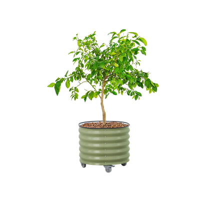 Rolling Metal Planter Pot with Wheels — 30 Gallon, 24" Round | Olive Green
