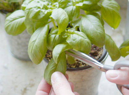 Plant seed — Sereniseed certified organic herb seed collection