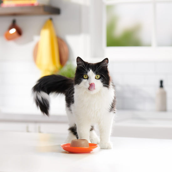 Meow Mix pate in gravy cat food — 2.75 ounce cups