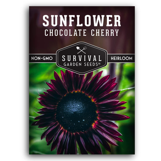 Chocolate cherry sunflower seeds - Rare burgundy black blooms, non-GMO heirloom flower