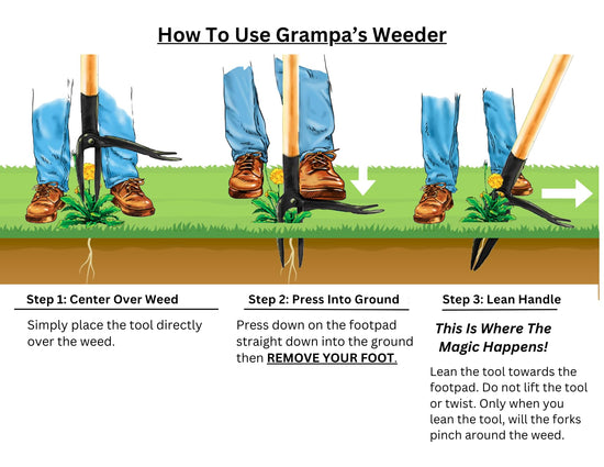 Grampa's weeder - Stand up weed puller tool with bamboo handle and steel head design