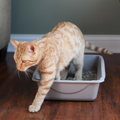 Petmate litter box — basic design