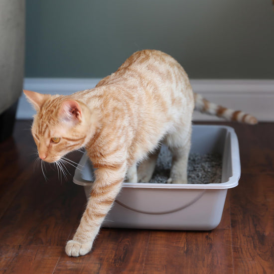 Petmate litter box — basic design
