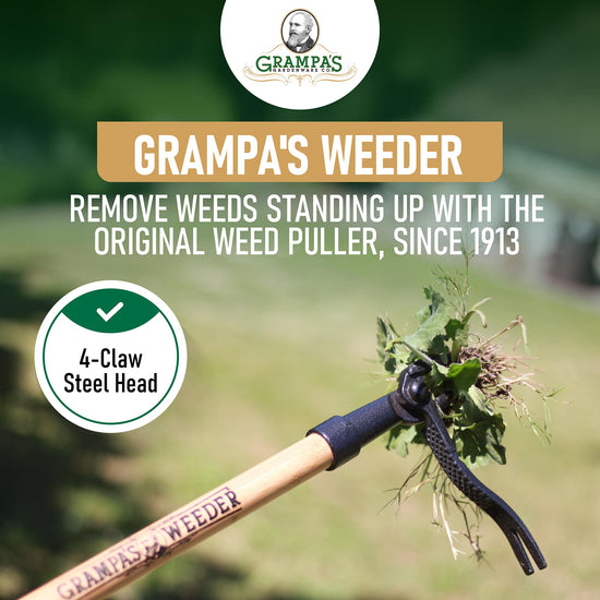 Grampa's weeder - Stand up weed puller tool with bamboo handle and steel head design