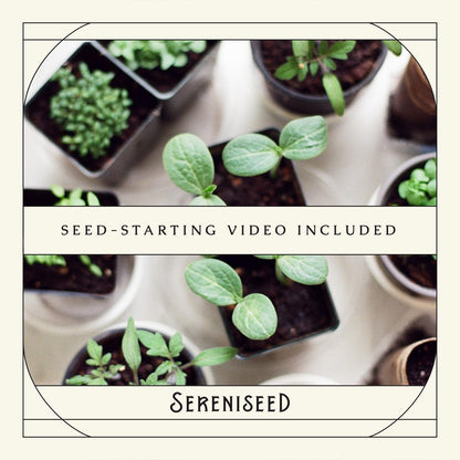 Plant seed — Sereniseed certified organic herb seed collection