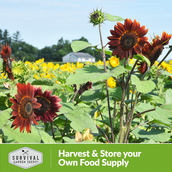 Chocolate cherry sunflower seeds - Rare burgundy black blooms, non-GMO heirloom flower