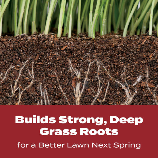 Scotts fertilizer for grass root development.