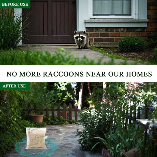 Natural raccoon repellent granules — eco-friendly and non-toxic formula with oils