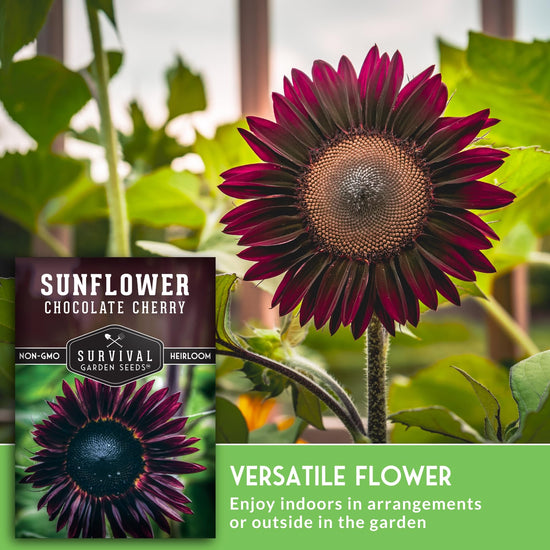 Chocolate cherry sunflower seeds - Rare burgundy black blooms, non-GMO heirloom flower