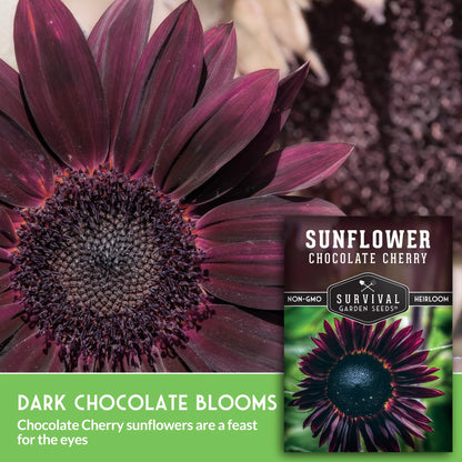 Chocolate cherry sunflower seeds - Rare burgundy black blooms, non-GMO heirloom flower