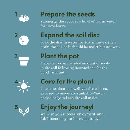 Plant seed — Planter's Choice bonsai tree kit for beginners and plant lovers
