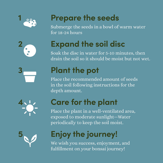 Plant seed — Planter's Choice bonsai tree kit for beginners and plant lovers
