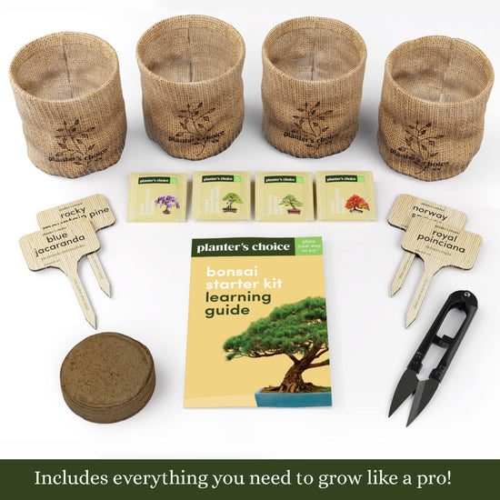Plant seed — Planter's Choice bonsai tree kit for beginners and plant lovers