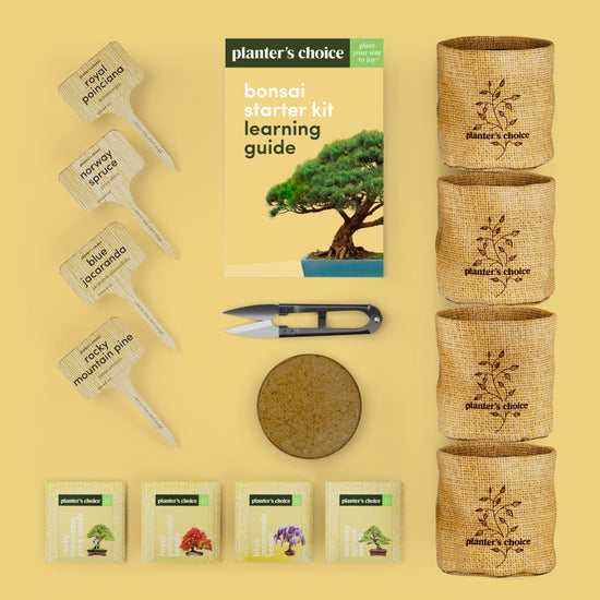 Plant seed — Planter's Choice bonsai tree kit for beginners and plant lovers