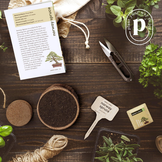 Plant seed — Planter's Choice bonsai tree kit for beginners and plant lovers