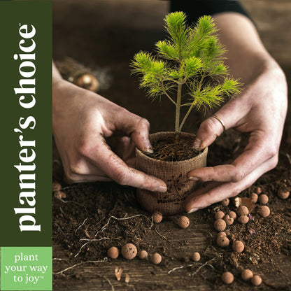 Plant seed — Planter's Choice bonsai tree kit for beginners and plant lovers